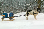 20 - náš landseer Arryn pomáhá rád :) 1.12.2010