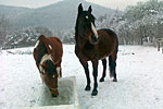 23 - Jack a Jessy (4.12.10)