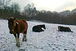 32 - Jack, Jessy, Viking (28.1.11)