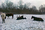 33 - Conor, Jack, Jessy, Viking