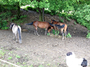 %_tempFileName130531_0937%
