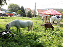 %_tempFileName130706_1325%